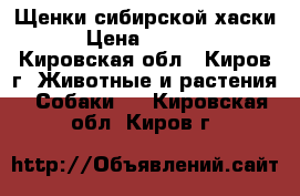 Щенки сибирской хаски › Цена ­ 2 000 - Кировская обл., Киров г. Животные и растения » Собаки   . Кировская обл.,Киров г.